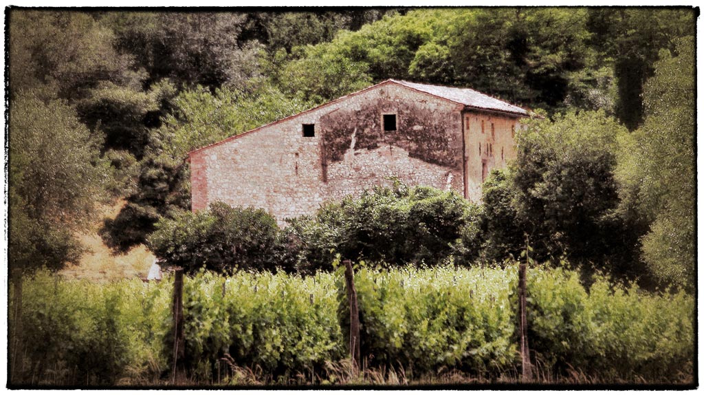 tra i vigneti.jpg