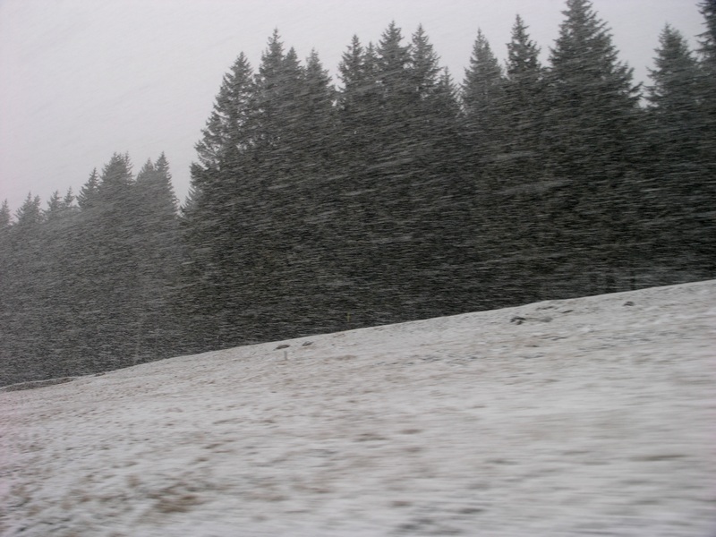 Tra la neve.JPG