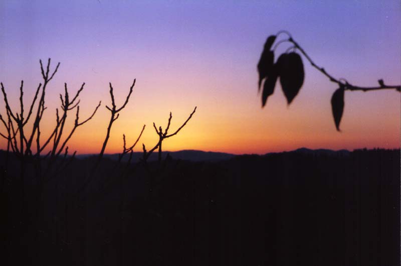 tramonto con rami.jpg