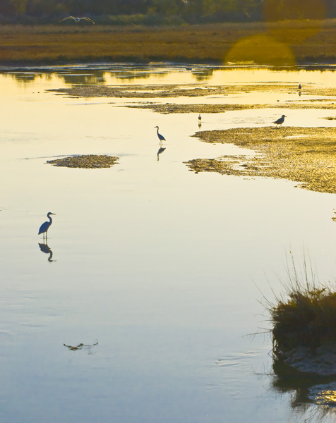 Tramonto in palude.jpg