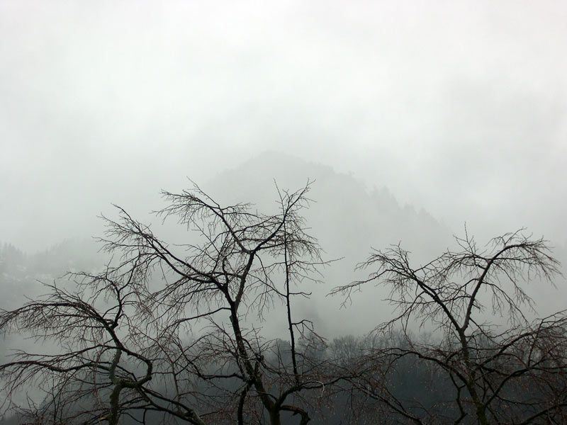 Tree.jpg