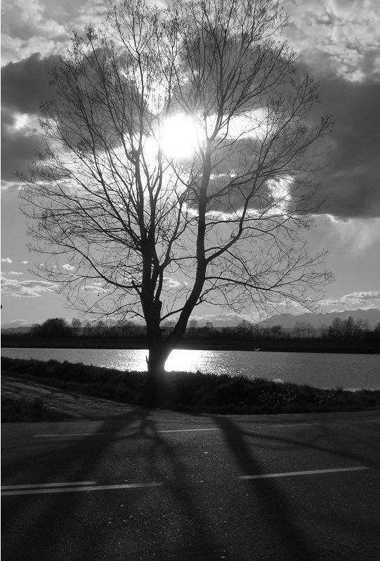 tree.jpg