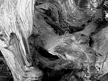 tree.jpg