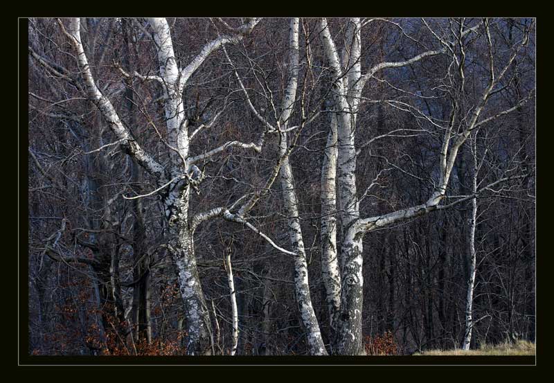 trees.jpg