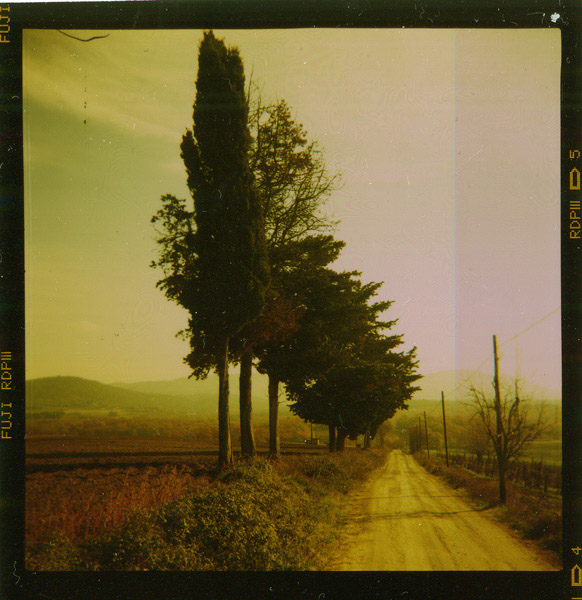 trees4u.jpg
