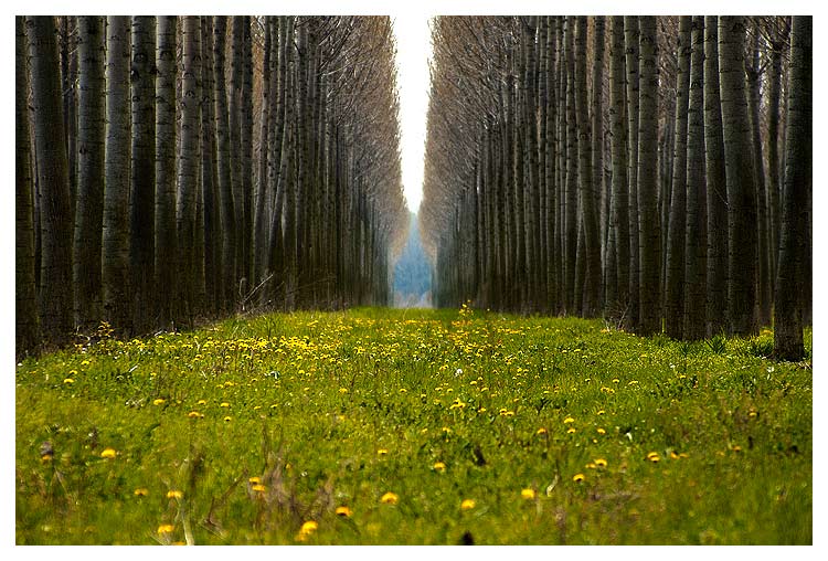 trees.jpg