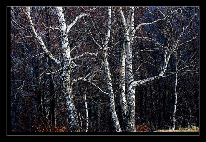trees.jpg