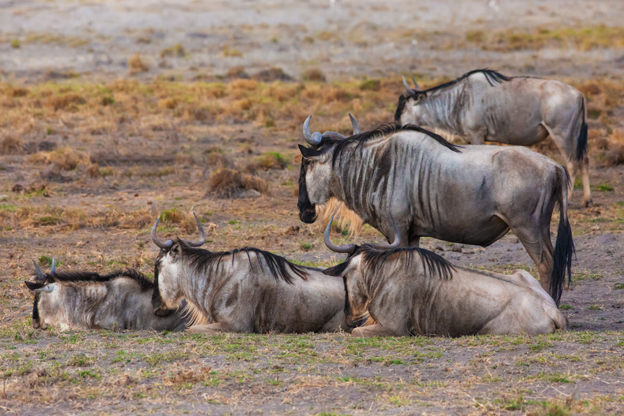 Triangolo-di-Gnu-(bozza-2).jpg