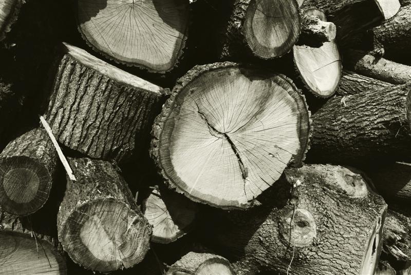 Tronchi in B&N 2.jpg