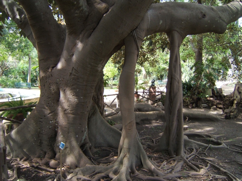 tronco ficus magnolioides 3.jpg