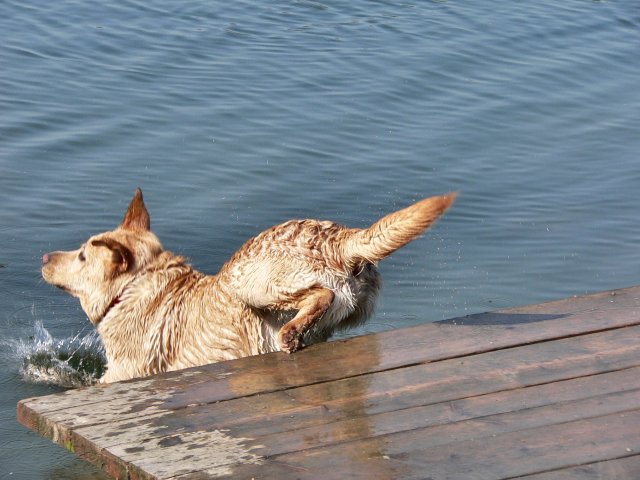 Tuffo1.JPG