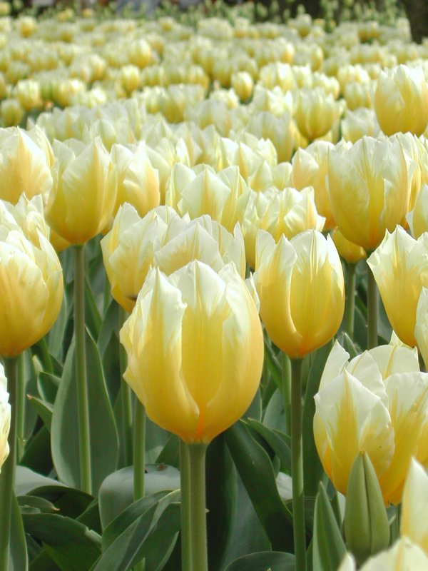 tulipani.jpg