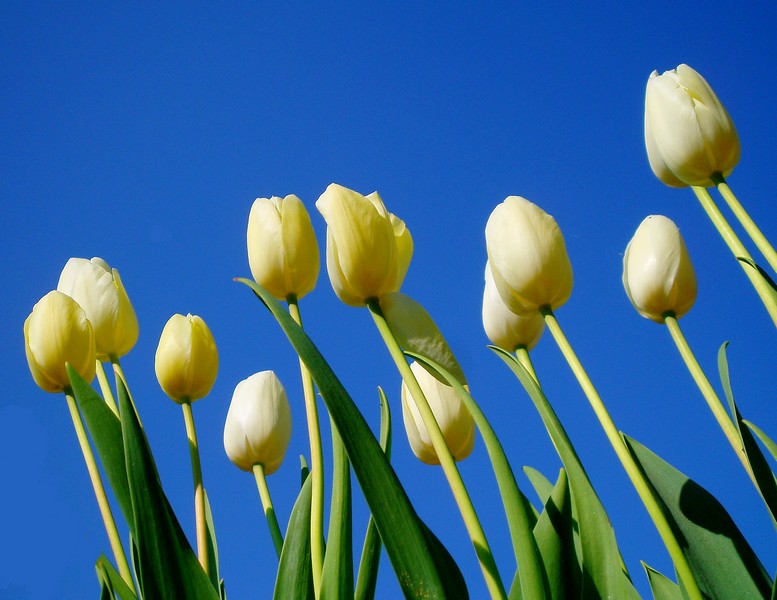 Tulipani1.jpg
