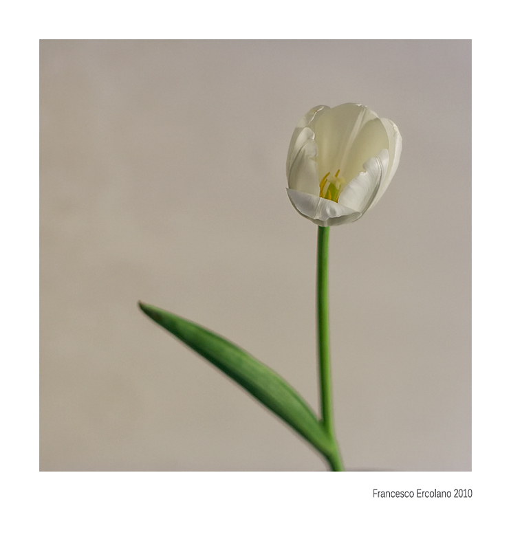 Tulipano-Fantasma.jpg