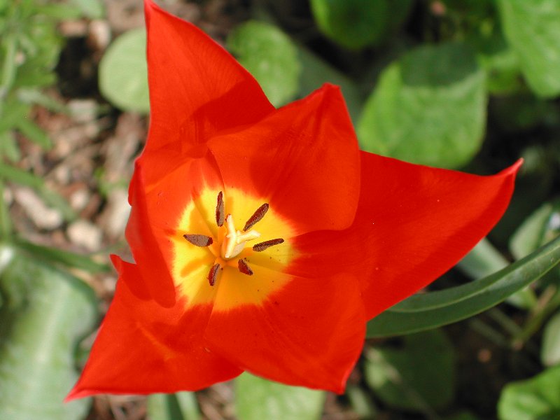Tulipano.jpg