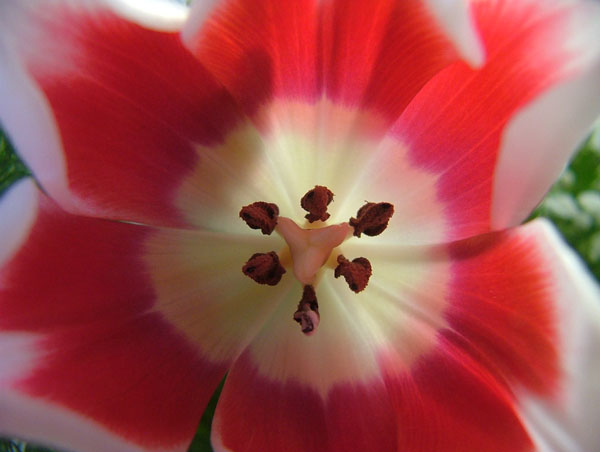 tulipano.jpg