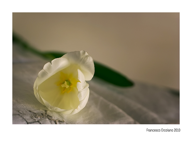 TULIPANO.jpg
