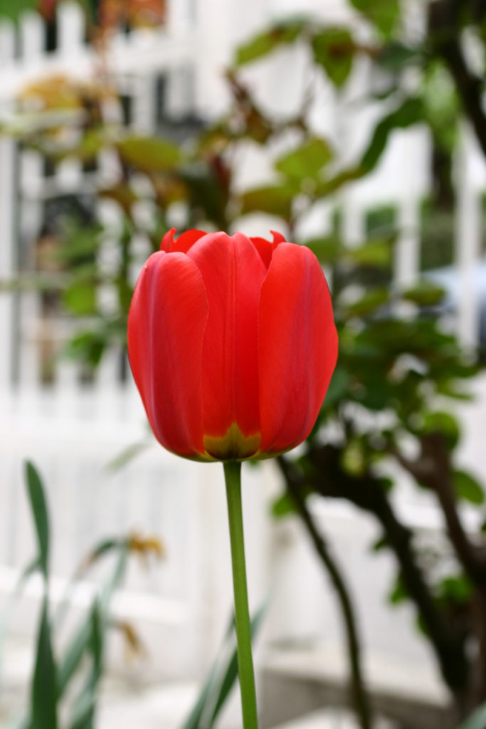 Tulipano_2.jpg