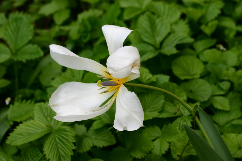Tulipano_3.jpg