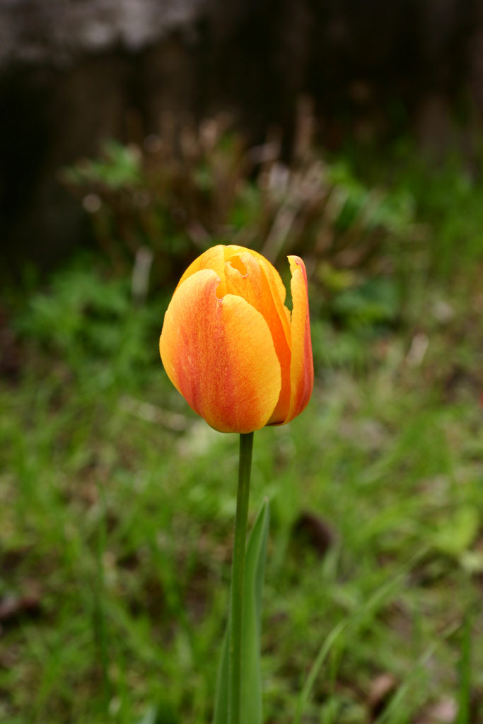 Tulipano.jpg