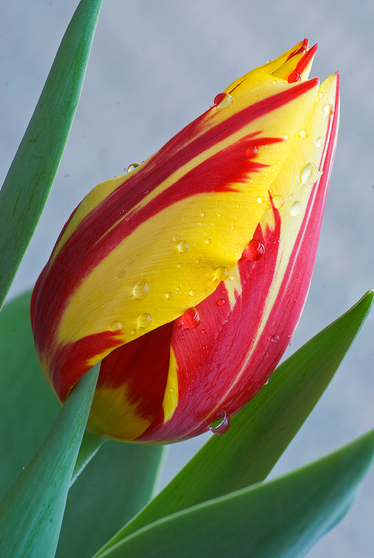 tulipano_pioggia_300_low.jpg