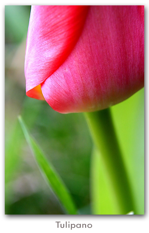 tulipano_rosa.jpg