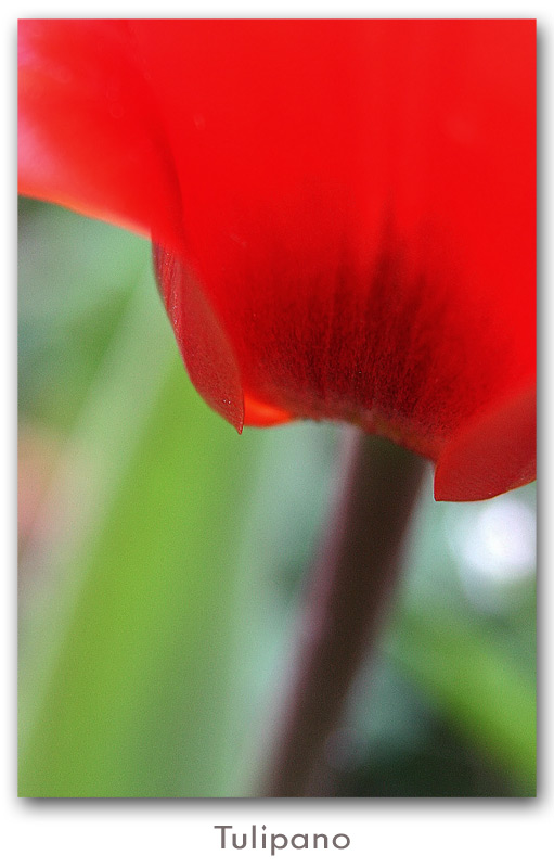 tulipano_rosso.jpg
