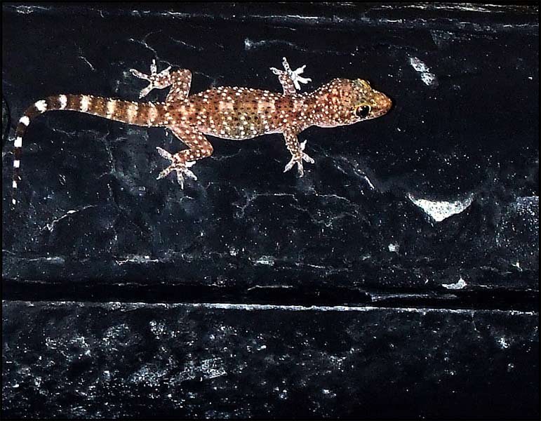 turcicus.jpg