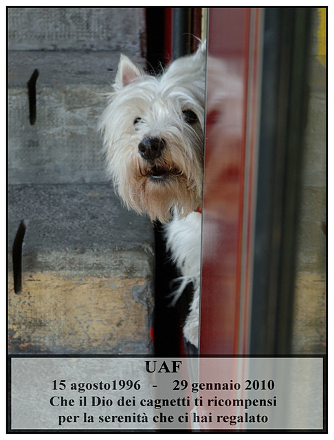 uaffino_small.jpg