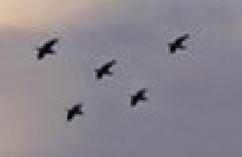 uccelli.JPG