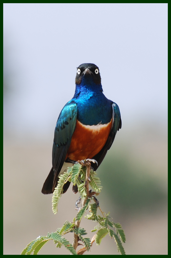 UCCELLO-DEL-TSAVO-_MdC.jpg