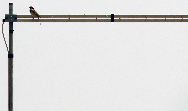 uccello-su-antenna_mod.jpg