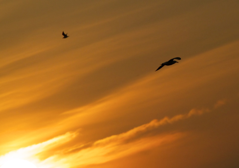 ucelli in volo tramonto.jpg