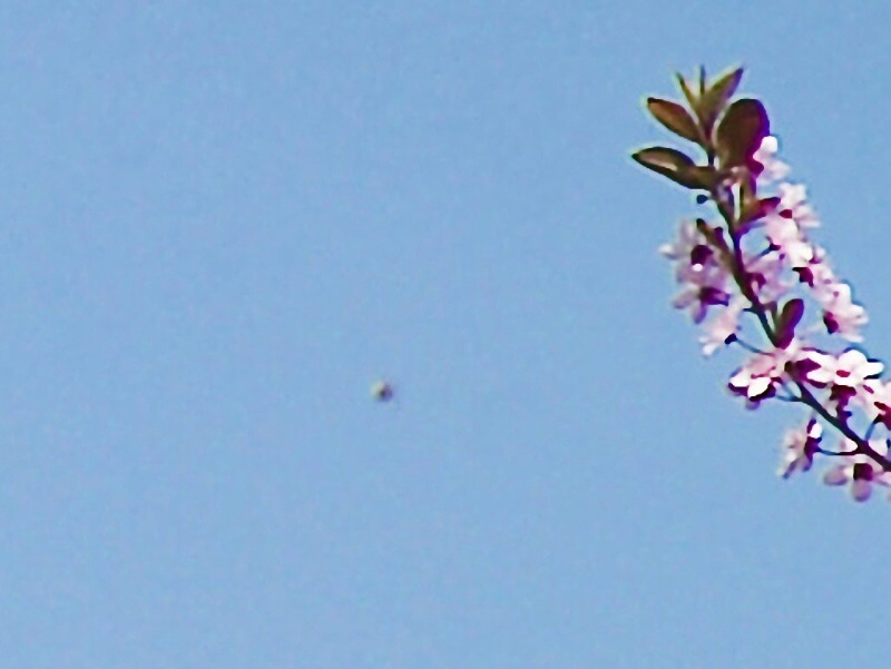 Ufo_C.jpg