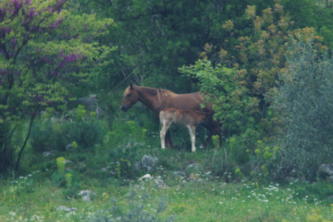 Uliveto002.jpg