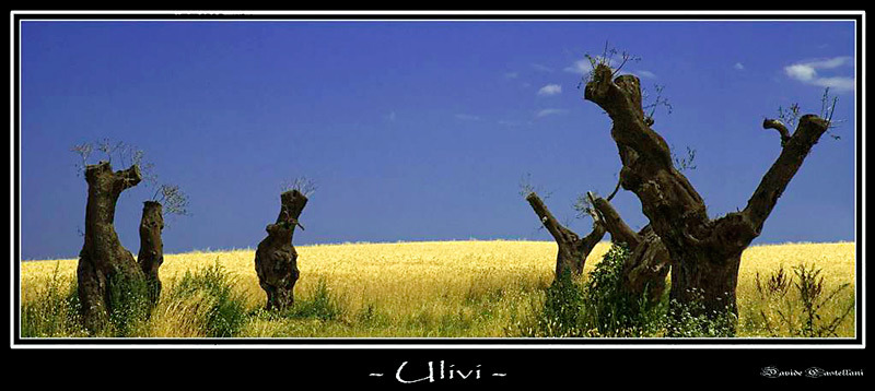 Ulivi-prova.jpg