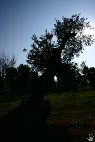 ulivi_29_RJ.JPG
