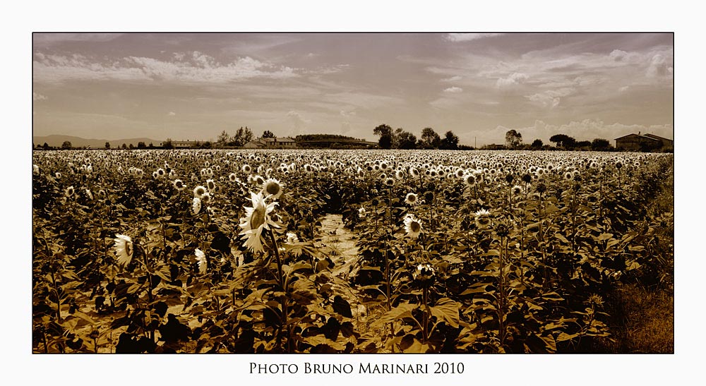 Ultimi-Girasoli-2rid2.jpg