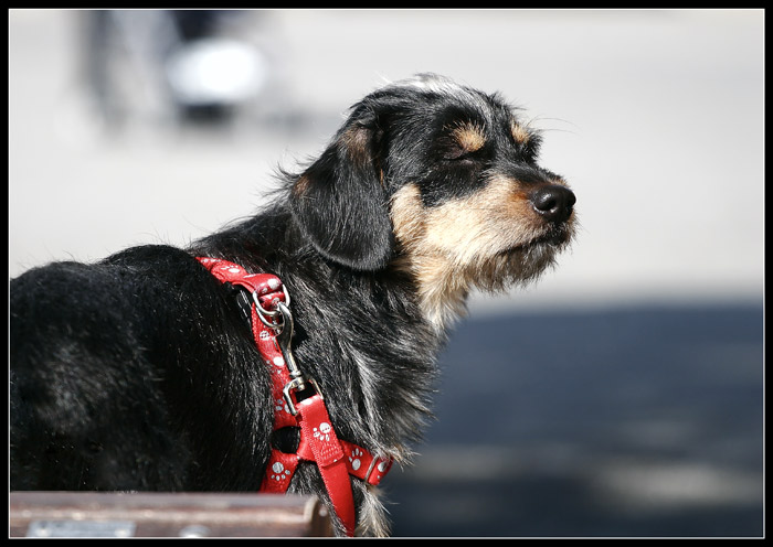 Un-Cane-Un-Ritratto.jpg