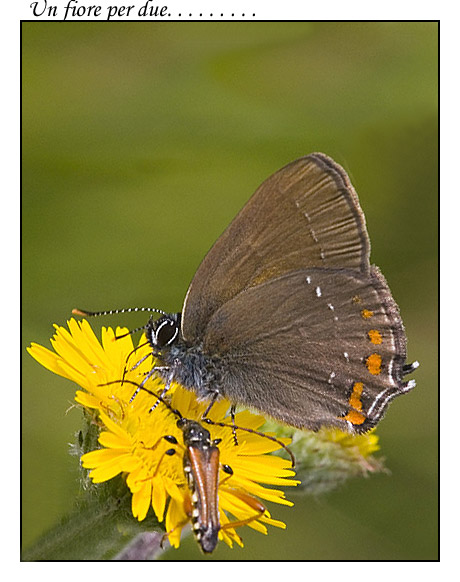 un-fiore.jpg