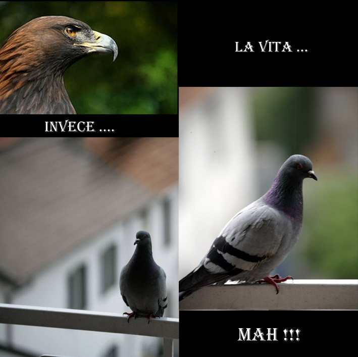 Un Sogno,seconda parte.jpg