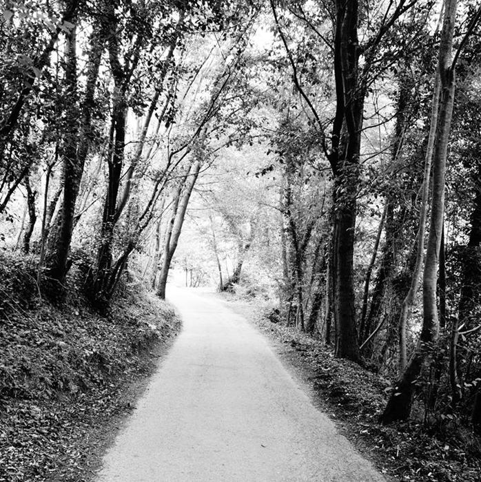 una strada nel bosco2.JPG