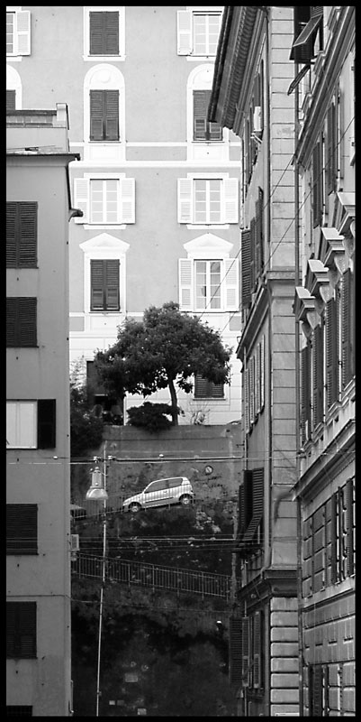 urban-tree2.jpg