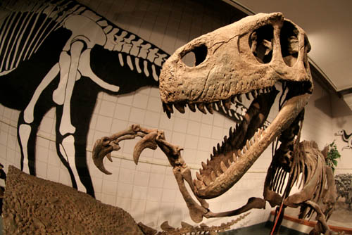 Utahraptor.JPG