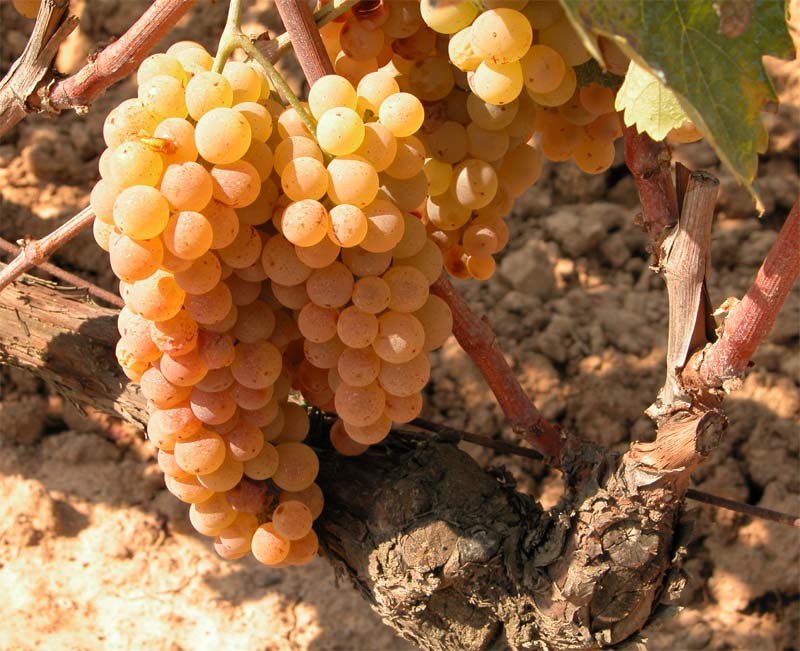 uva-bianca-2.jpg