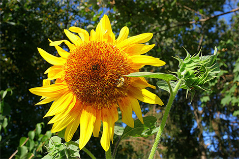 uva-fiori_0010.jpg