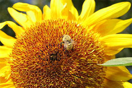 uva-fiori_0013.jpg