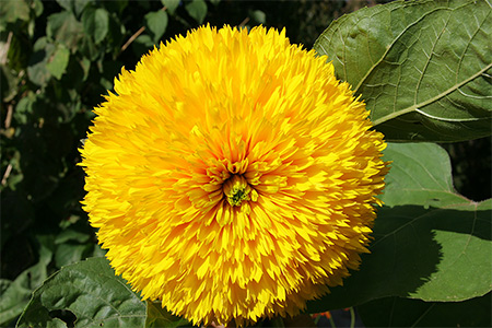 uva-fiori_0016.jpg