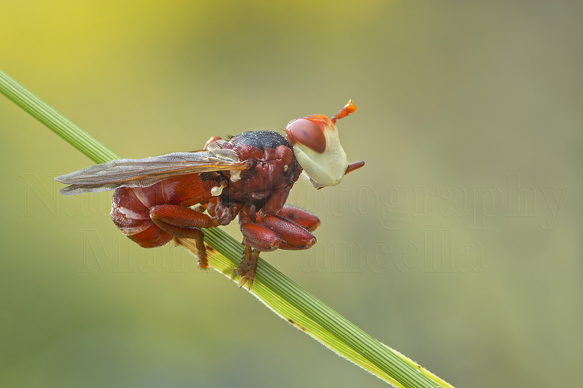 V6_A1779_Myopa_dorsalis_1900ab.jpg