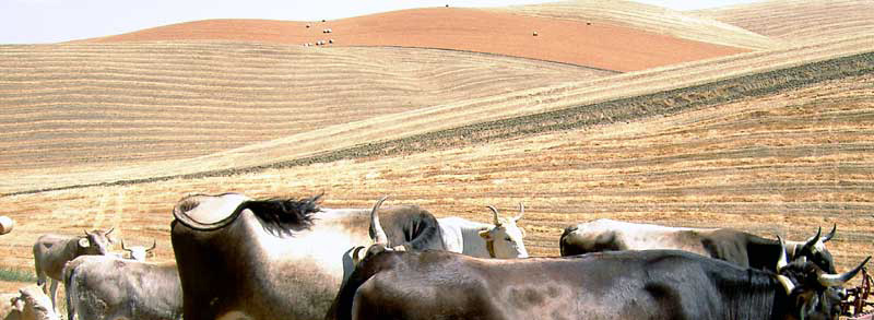 vacche-tre.jpg